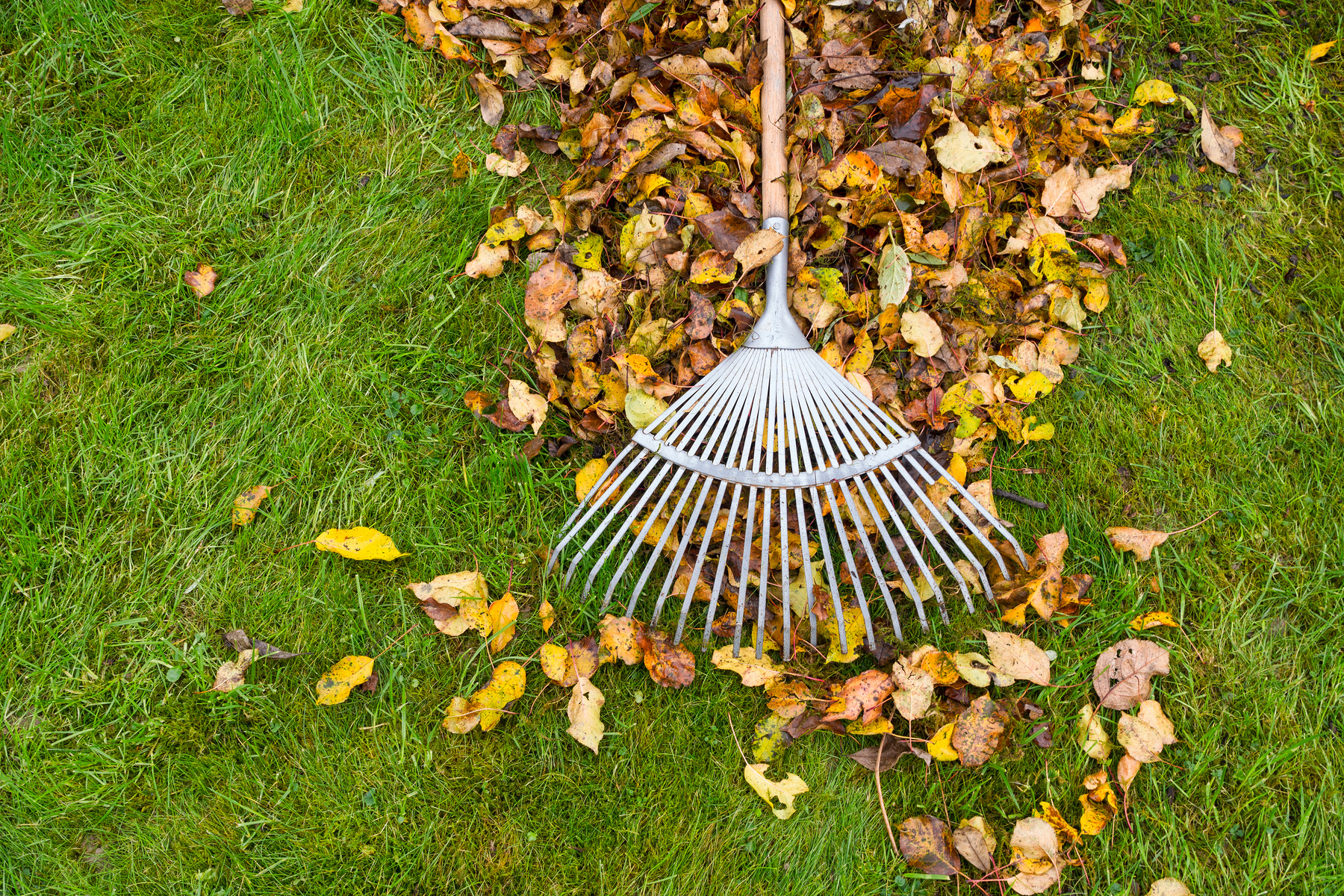 Autumn Leaves on Green Lawn